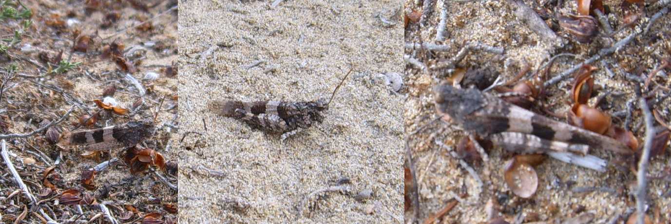 Cavallette costiere: Oedipoda caerulescens e Loc. migratoria
